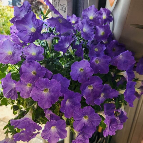 The Petunia ‘Coral Sea’ 10” (Hanging Basket) showcases vibrant purple flowers and lush green leaves, perfect for displaying indoors near a sunny window.
