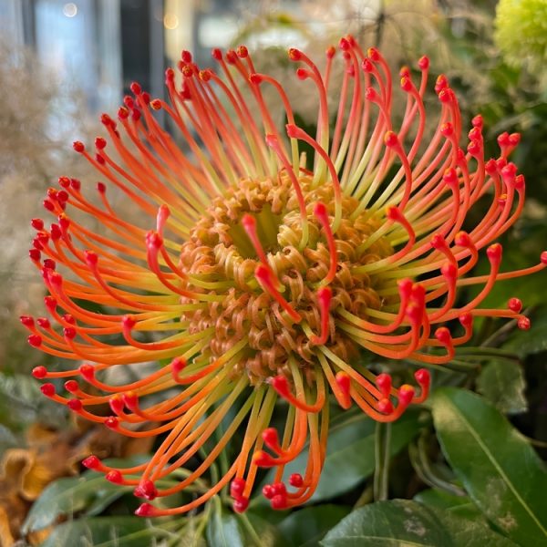 Leucospermum 'Calypso® Red' in a 6" pot features vibrant red and yellow pincushion blooms with green foliage in the background.