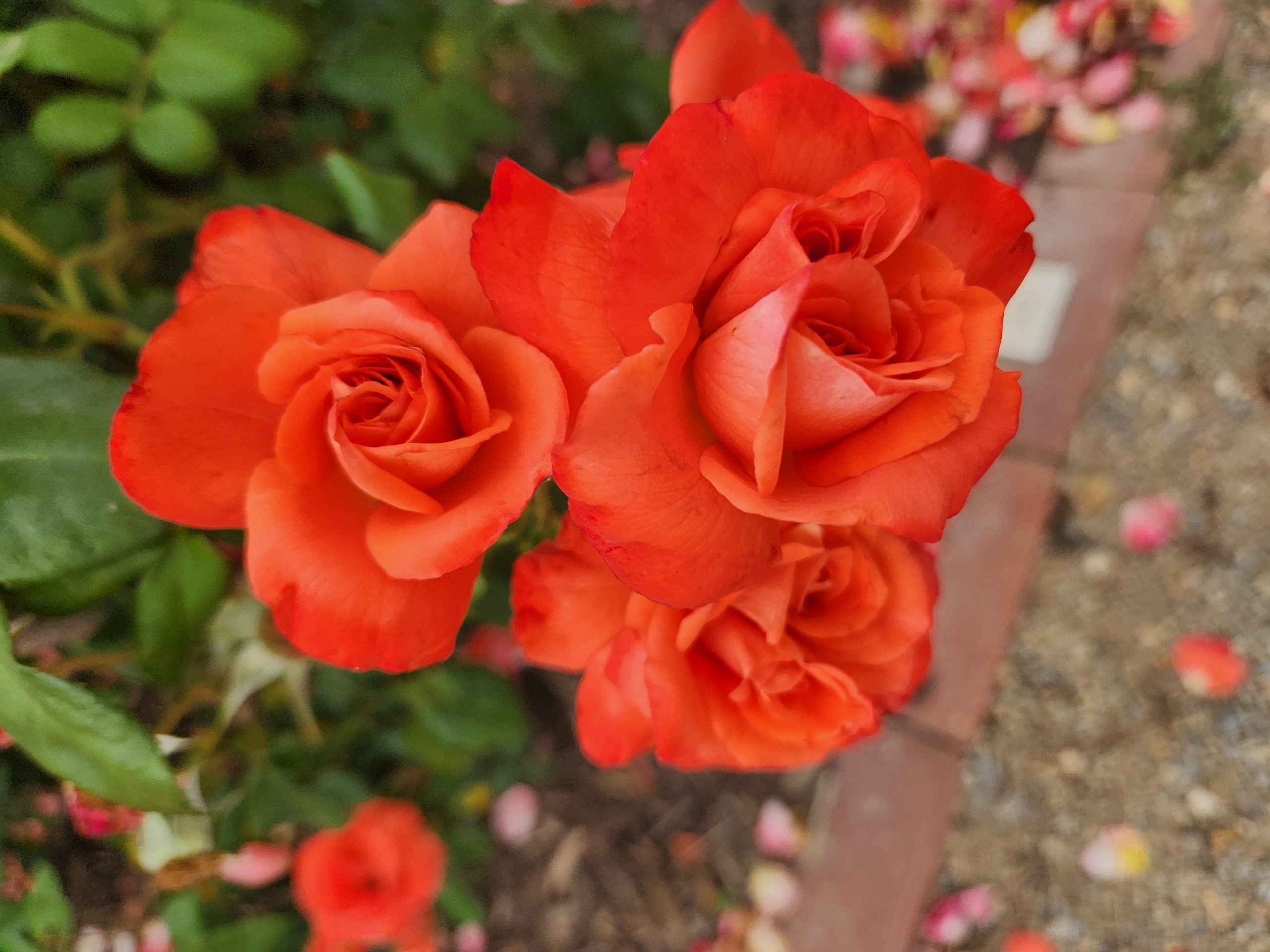 Close-up of four vibrant orange Rose 'Paul Cezzane®' Delbard Bush Form blooms with green leaves, set against a blurred garden background featuring soil and scattered petals.