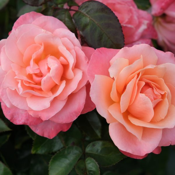 Two 'Megan Louise' rose bushes in full bloom display vibrant pink flowers and green leaves, with additional roses visible in the background.