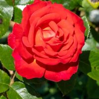 A close-up of the vibrant Rose 'Megan Louise' Bush Form (Copy) in full bloom, with lush green leaves glistening in the sunlight.