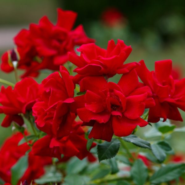 A cluster of Rose 'Moulin Rouge®' Bush Form blooms displays rich red petals contrasted by lush green leaves.