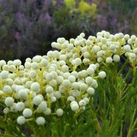 Close-up of yellowish-white, round Berzelia 'Buttonbush Rose' flowers with green foliage, ideal for display in a 6" pot.