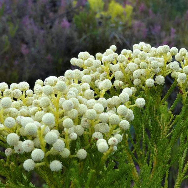 Close-up of yellowish-white, round Berzelia 'Buttonbush Rose' flowers with green foliage, ideal for display in a 6" pot.