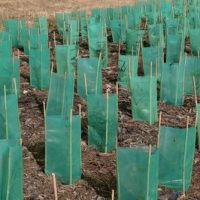 Rows of young plants are shielded by Tree Guard Plastic 450x400mm, green in color, placed in soil and mulch with dry grass visible behind.
