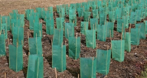 Rows of young plants are shielded by Tree Guard Plastic 450x400mm, green in color, placed in soil and mulch with dry grass visible behind.