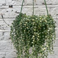 The Senecio ‘String of Pearls’ Variegated 8″ (Hanging Basket) features trailing, bead-like leaves that cascade gracefully against a white brick wall.