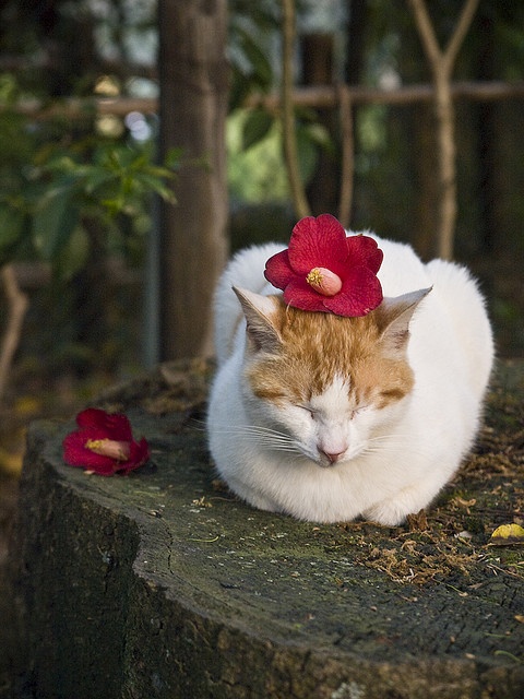 A white and orange cat sits on a tree stump with its eyes closed, wearing a red flower from autumn flowering plants on its head; another red flower lies nearby.