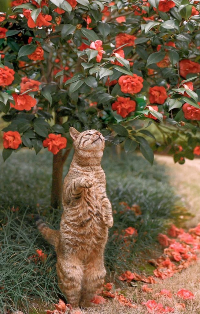 A tabby cat stands on its hind legs under a bush with red flowers, looking up at the blossoms of autumn flowering plants.
