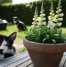 A black and white cat sits near a potted autumn flowering plant with pale blooms on a table outdoors; another cat is blurred in the background.