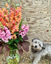 A small gray dog sits on gravel next to a large bouquet of pink and orange autumn flowering plants in front of a wooden wall.