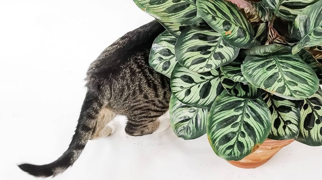 A tabby cat with its head hidden behind a potted autumn flowering plant, only its body and tail visible, on a white background.