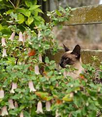 A Siamese cat sits behind a bush of pink bell-shaped autumn flowering plants next to a wooden fence.