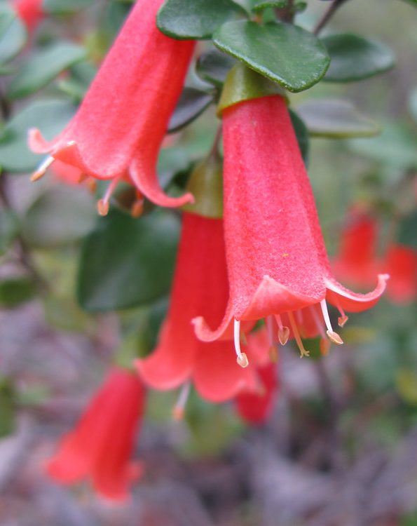 Close-up of red tubular flowers with green leaves, featuring prominent stamens extending from the petals—ideal for adding vibrant color to gardens with autumn flowering plants.