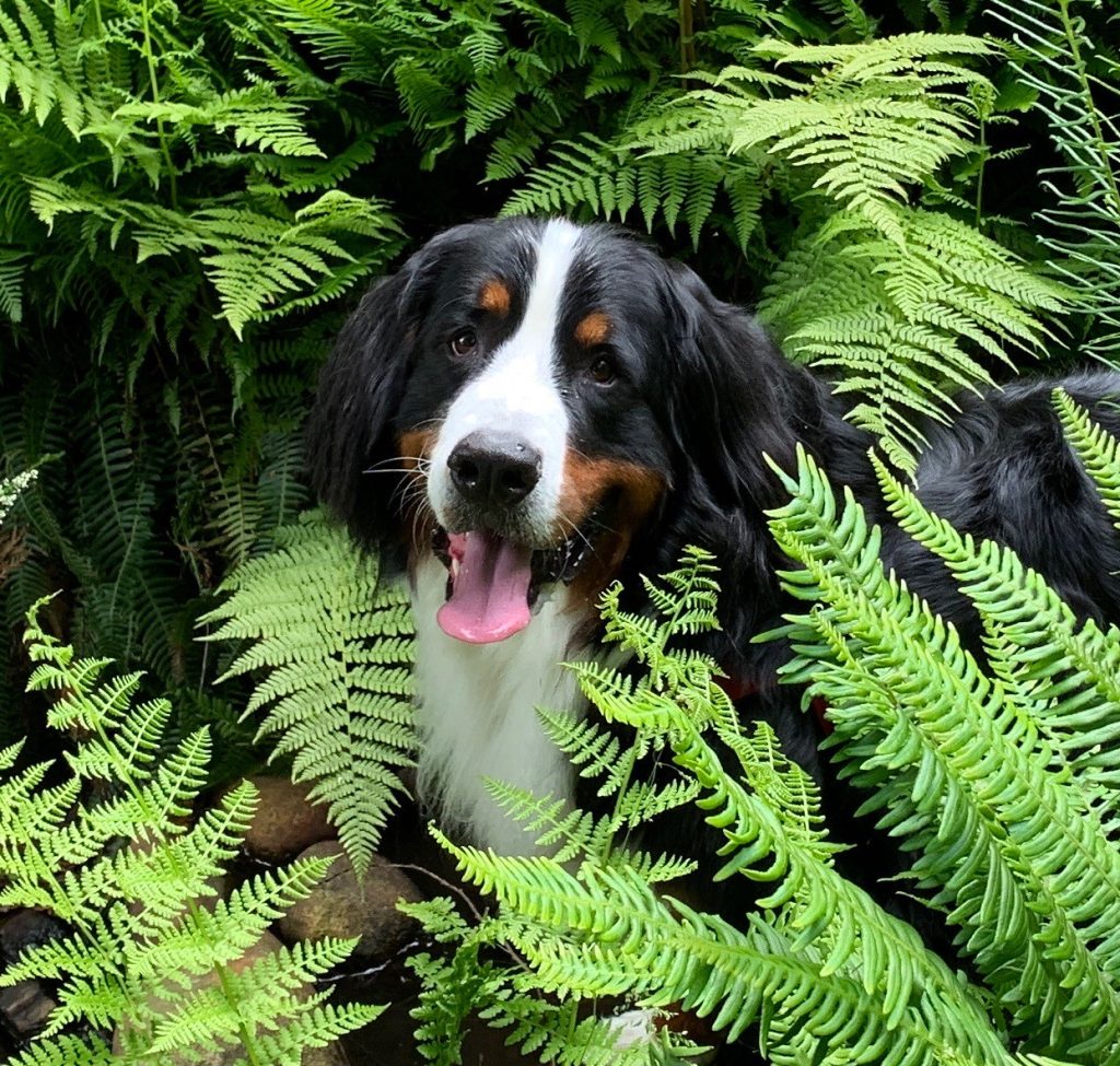 A Bernese Mountain Dog sits among lush green ferns and autumn flowering plants, with its tongue out and looking toward the camera.