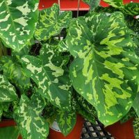 Alocasia ‘Hilo Beauty’ 7” Pots with striking variegated leaves are elegantly displayed on a dark mesh surface.