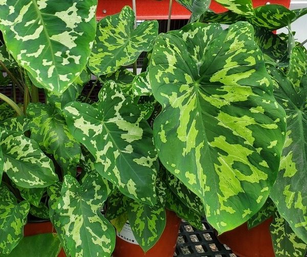 Alocasia ‘Hilo Beauty’ 7” Pots with striking variegated leaves are elegantly displayed on a dark mesh surface.