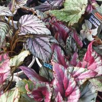 Begonia 'Assorted Varieties' 5" Pot features vibrant, variegated foliage in green, pink, and purple shades and comes with a plant label.