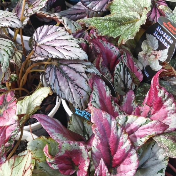Begonia 'Assorted Varieties' 5" Pot features vibrant, variegated foliage in green, pink, and purple shades and comes with a plant label.