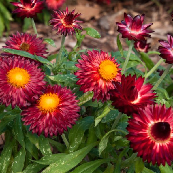 Bracteantha ‘Mohave Dark Red’ Native Paper Daisy features deep red blooms with bright yellow centers and green foliage, ideal for garden displays in a 6” pot.