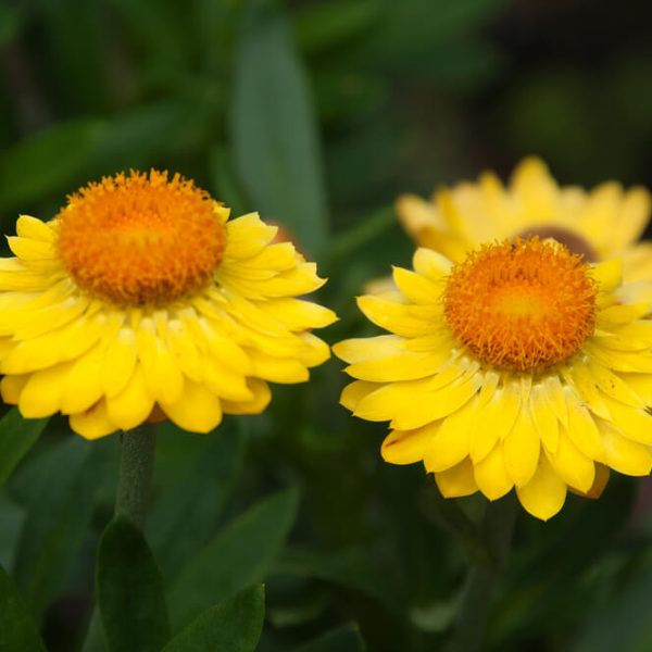 Two bright yellow strawflowers with orange centers are in focus, surrounded by green leaves and a blurred background.