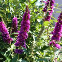 Several tall spikes of vibrant purple flowers grow among green leaves in a sunlit garden.