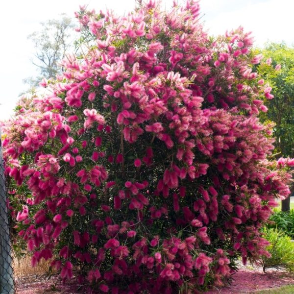 A large shrub with dense green foliage covered in numerous bright pink bottlebrush-shaped flowers, growing next to a wire fence outdoors.