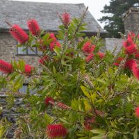 Red bottlebrush flowers and green foliage in the foreground with a stone building and windows in the background.