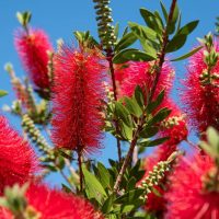 Close-up of vibrant red Callistemon ‘Carnival Watermelon’ flowers and green leaves on branches in a 6” pot, set against a clear blue sky.
