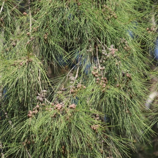 Close-up of Casuarina tree branches with long, thin green leaves and clusters of small brown cones.