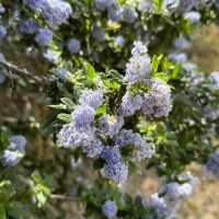 Close-up of Ceanothus Yankee Point’ 8” Pot featuring clusters of small, light purple flowers and green leaves in bright sunlight.