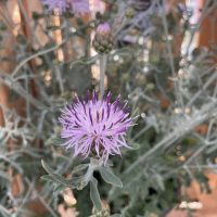 A close-up of a spiky, light purple thistle flower with thin petals and green stems, surrounded by sharp, gray-green leaves.