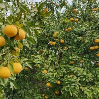 A tree with numerous ripe oranges growing among dense green leaves under a partly cloudy sky.