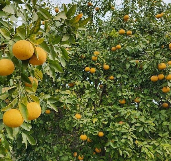 A tree with numerous ripe oranges growing among dense green leaves under a partly cloudy sky.