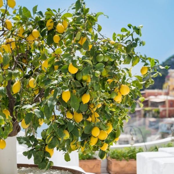 A lemon tree with ripe yellow lemons grows on a terrace, with colorful buildings and a hillside visible in the background.