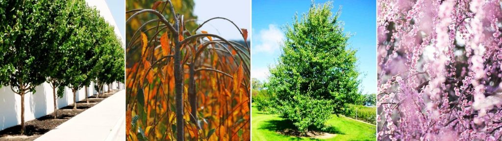 Four different trees: a row of pruned green trees by a wall, a tree with drooping branches and orange leaves, a lone green tree on grass, and a tree with dense pink blossoms—perfect options for your next Advanced Tree Sale.