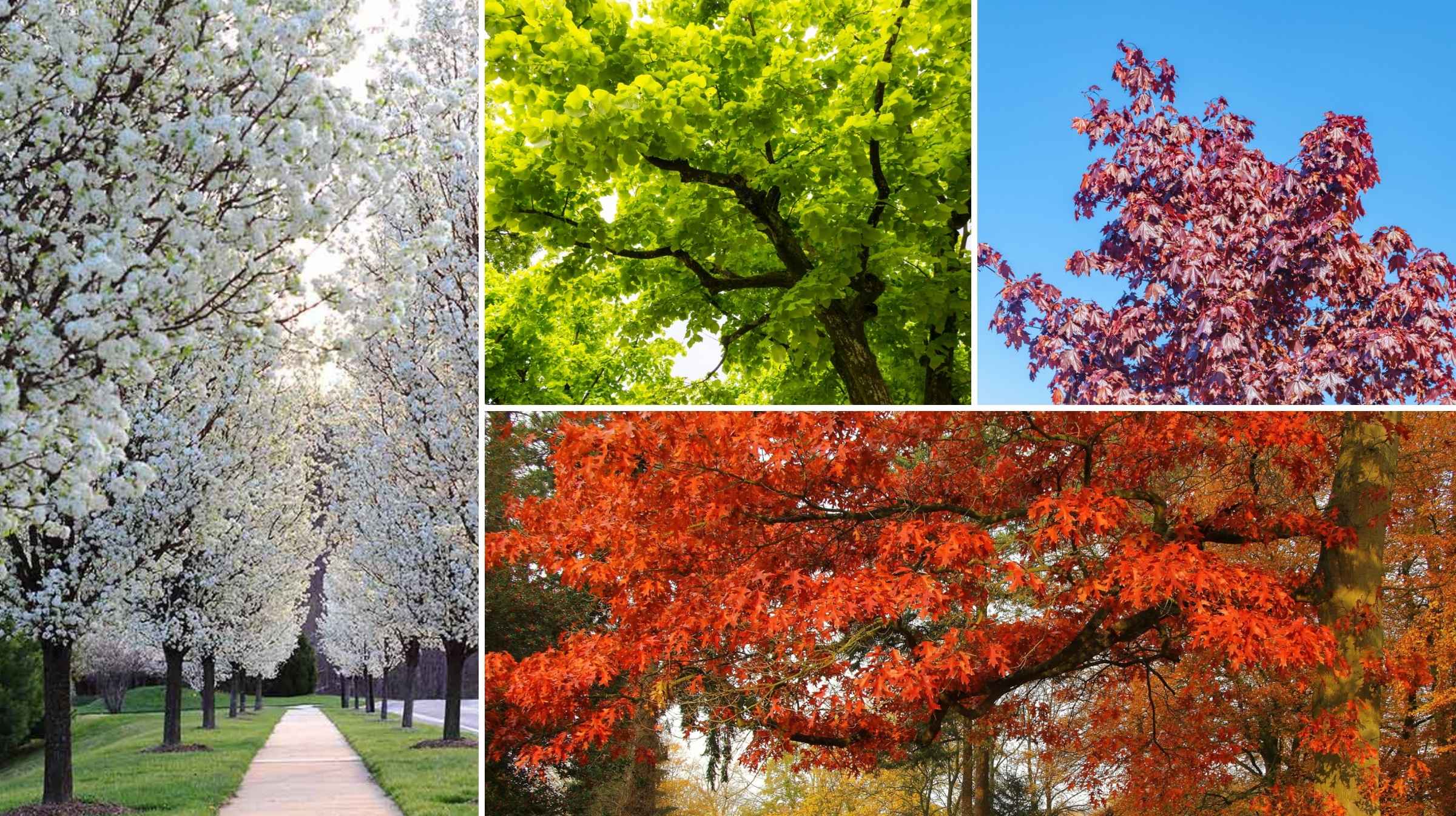Four images show trees in different seasons: blossoming in spring, green in summer, red leaves in autumn, and bare branches in winter—capturing the beauty you can enjoy year-round with our Advanced Tree Sale.
