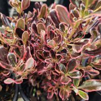 Close-up of a plant with dark green and burgundy leaves edged in bright pink, growing densely in a pot.