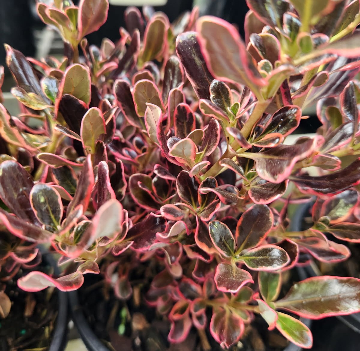 Close-up of a plant with dark green and burgundy leaves edged in bright pink, growing densely in a pot.