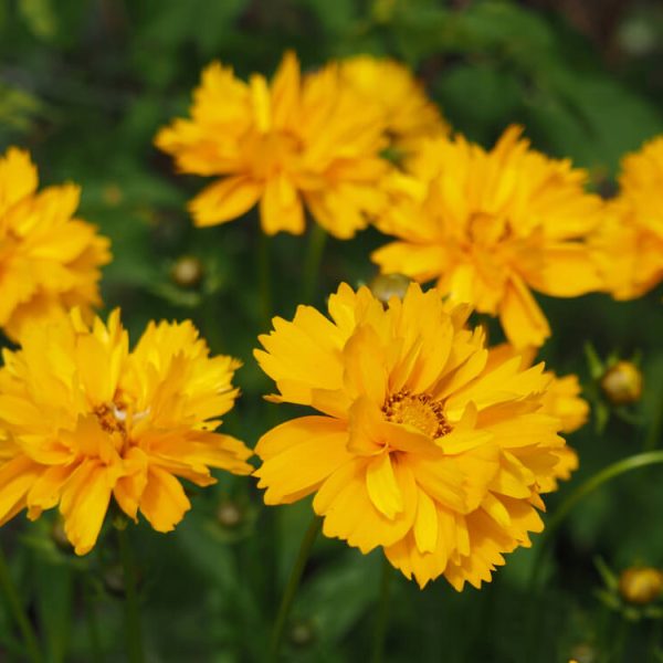 Coreopsis 'Sunray' 6" Pot features bright yellow flowers in full bloom with lush green foliage.