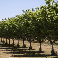 Rows of Corylus 'Hall's Giant' Hazelnut in 10" pots cast green shadows across the dry ground beneath a clear blue sky.