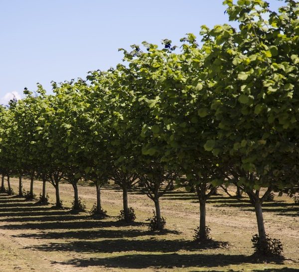 Rows of Corylus 'Hall's Giant' Hazelnut in 10" pots cast green shadows across the dry ground beneath a clear blue sky.