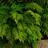 Close-up of green fern leaves growing densely together, with a bit of stone visible at the lower right corner.
