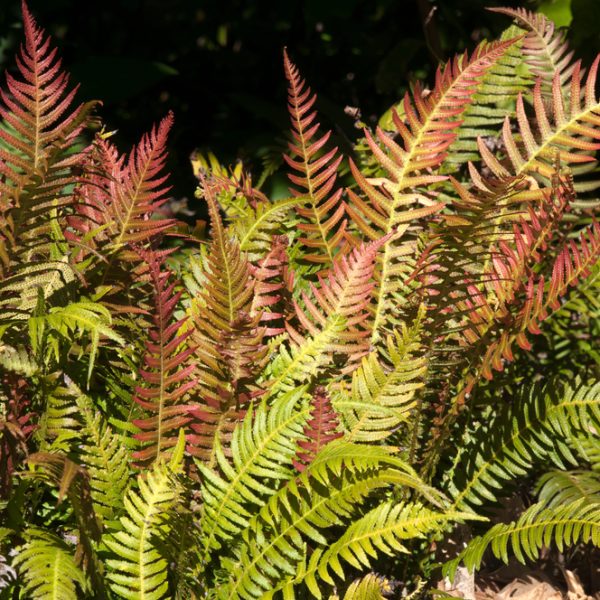 Several fern fronds with green and reddish leaves grow close together in sunlight, surrounded by soil and partially shaded by surrounding foliage.