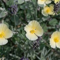 Eschscholzia ‘Lemon Drops’ Californian Poppy in a 4” pot features pale yellow blooms with yellow centers, set against green foliage and occasional purple buds—ideal for adding soft color to your outdoor garden.