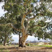 A large eucalyptus tree stands in front of suburban houses under a cloudy sky, with dry ground and some greenery in the foreground.