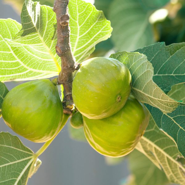 Three green figs hanging from a branch with large green leaves in bright sunlight.