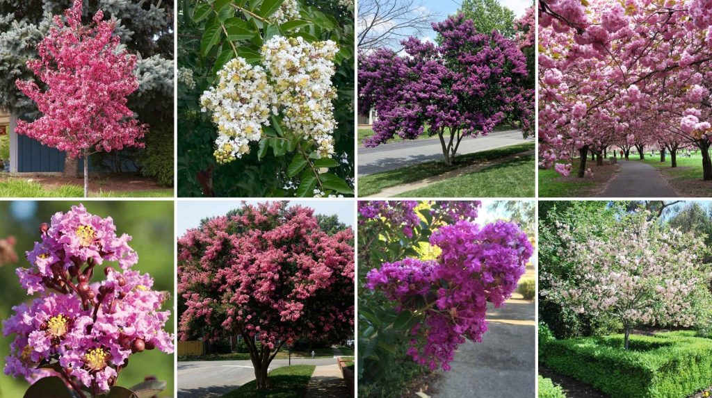 A collage of eight different flowering trees in bloom, displaying various shades of pink, purple, and white blossoms in outdoor settings—perfect inspiration for your next Advanced Tree Sale.