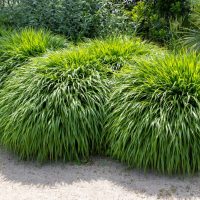 Three lush clumps of Hakonechloa 'Macra Green' ornamental grass, each in a 6" pot, feature long, narrow green leaves and thrive beside a sandy garden path.