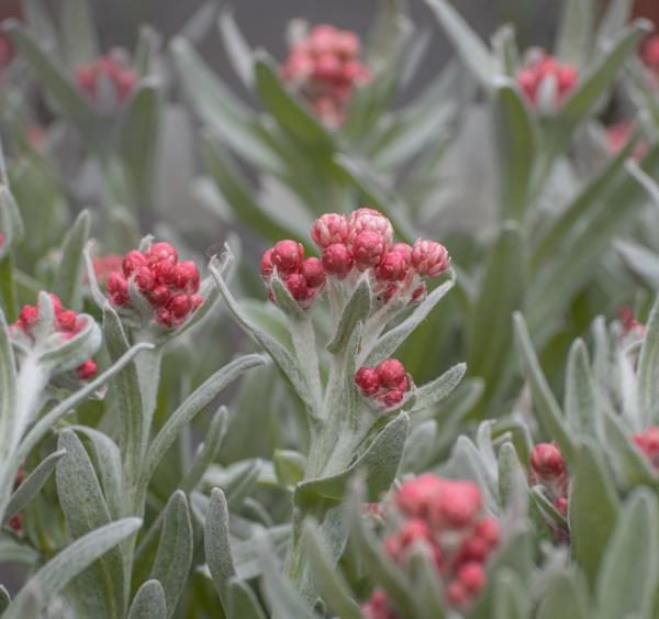 Gray-green leafy plants with clusters of small, round, pink buds, photographed in soft natural light with a shallow depth of field.